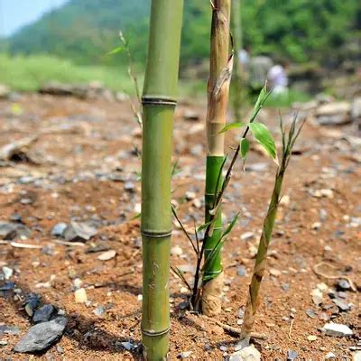 竹子種植|竹子种植方法